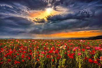 Sunset field, summer, poppies, field, clouds, sky, flowers, sunset HD wallpaper