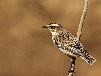 Beautiful Bird, cool, beautiful, bird HD wallpaper