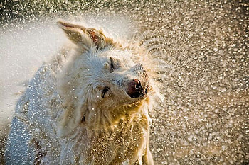 Wet Dog, dog, cool, wet HD wallpaper