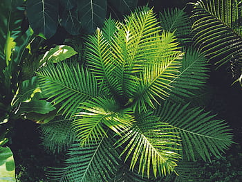 Vibrant green ferns captured in a lush Berlin garden setting, showcasing nature's beauty HD wallpaper