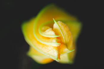 Flower, Macro, Petals, Bud HD wallpaper