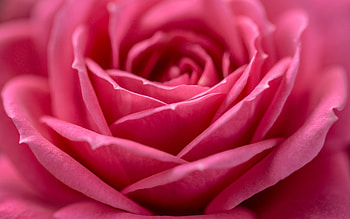 Rose, skin, petals, flower, texture, trandafir, vara, summer, nature, macro HD wallpaper