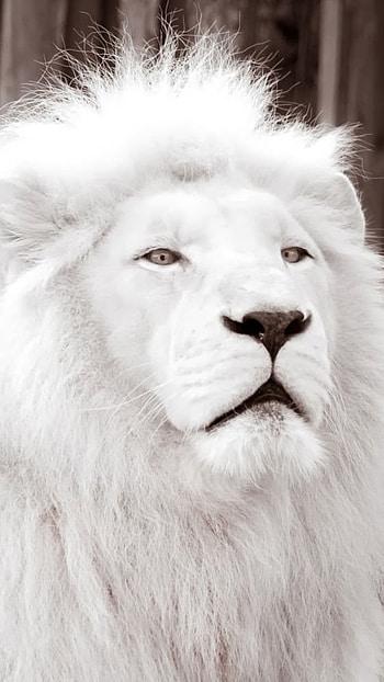White Lion, Forest King, lion HD phone wallpaper