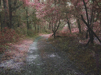Forest, forests, nature HD wallpaper