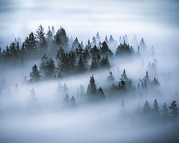 Ethereal view of conifer trees enveloped in mysterious mist and fog. HD wallpaper