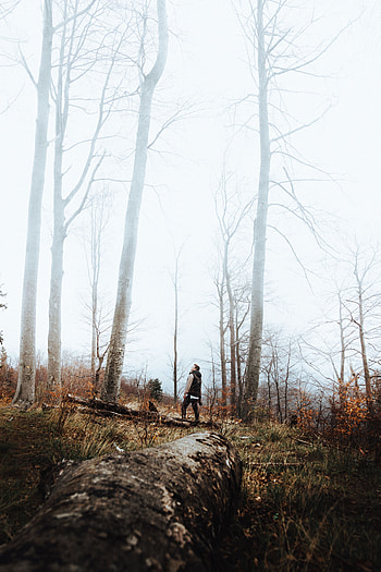 Nature, Trees, Privacy, Seclusion, Forest, Fog, Loneliness, Lonely, Alone HD phone wallpaper