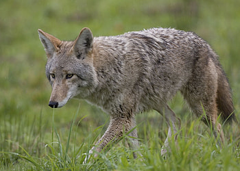 Coyote, Serene nature, Amazing , Stunning captures HD wallpaper