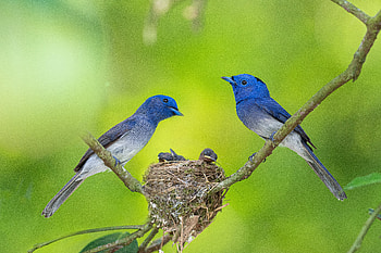 Majestic Black-Naped Monarch Family | Animal, Animal, Black-Naped Monarch HD wallpaper