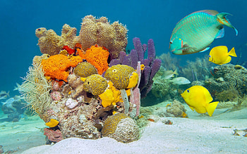 Fish collection, Aquatic beauty, Mesmerizing underwater scenes, Captivating marine life HD wallpaper