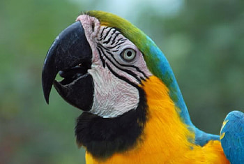 Hi, My Name Is ............., beck, bird, marow, parrot HD wallpaper