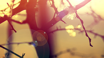Branch, Lens Flare HD wallpaper