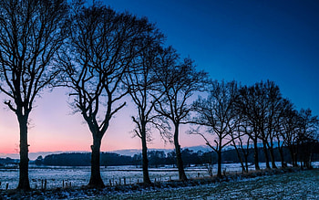 Trees on the snowy field, , dusk, sunrise, mist, ranch, fog, snow, trees, , sunset, scene, landscape, country, park, dawn, field, nature HD wallpaper