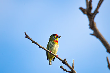 Perched Coppersmith Barbet — Colorful Animal, Coppersmith Barbet, Animal, Barbet HD wallpaper