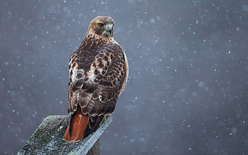 Red tailed hawk , High-quality , Stunning visuals HD wallpaper