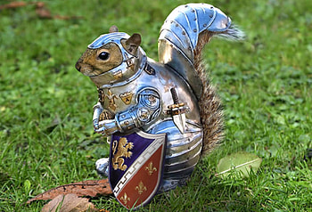New Knight (For JOHNBECK), Animals, Funny, Knight, Squirrel, Armor, Cute HD wallpaper