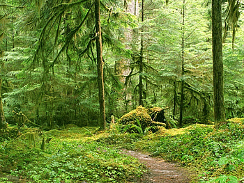 Plants, Landscape, Trees HD wallpaper