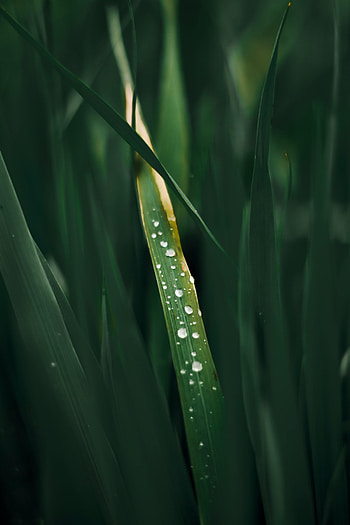 Grass, Drops, Macro, Dew HD phone wallpaper