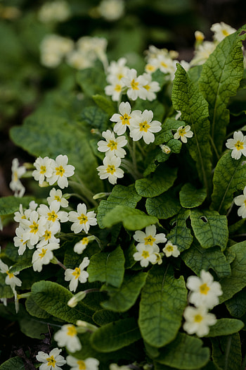Flowers, Leaves, Petals, Bloom, Flowering HD phone wallpaper