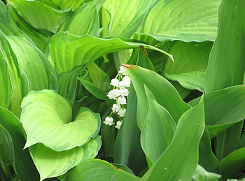 Flowers, Leaves, Lily Of The Valley, Flower, Spring, Primrose HD wallpaper
