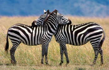 Animals, Zebra HD wallpaper