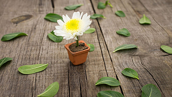 Flowerpot, Chrysanthemums HD wallpaper