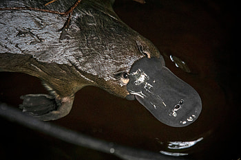 Platypus, Survival challenge, New York Times, Adaptation secrets HD wallpaper