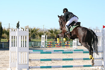 White horse jumping, Illustration, Equestrian elegance, Majestic leap HD wallpaper