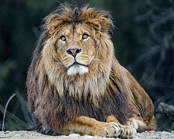 Animals, Fluffy, Lion, Predator, Big Cat, Mane HD wallpaper