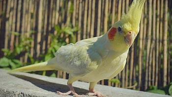 Yellow and white cockatiel, Beautiful bird , Feathered companions, Striking colors HD wallpaper