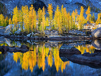 Golden trees reflection, golden, reflection, trees, autumn, nature, water, lake HD wallpaper