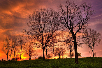 Reign of fire, firey, trees, nature, fire, forest HD wallpaper