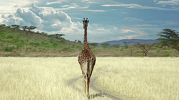 Animals, Grass, Savanna, Stroll, Giraffe HD wallpaper