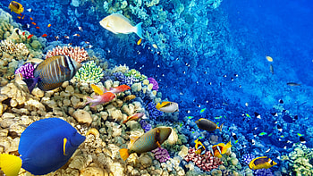 Great Barrier Reef, Reef HD wallpaper