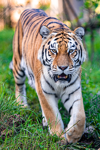 Animals, Predator, Big Cat, Tiger, To Fall, Mouth, Animal HD phone wallpaper