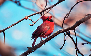 Animals, Bird, Wood, Sit, Tree, Branch, Color, Red Cardinal HD wallpaper