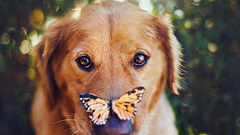 Animals, Dog, Muzzle, Butterfly, Sight, Opinion HD wallpaper