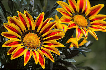 Gazanias, flowers, nature HD wallpaper