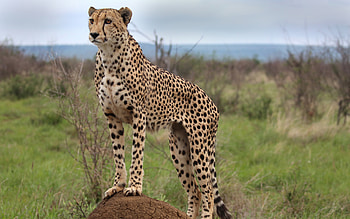 Cheetah, animal, nature, cat HD wallpaper