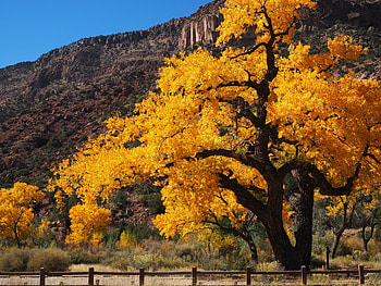 Cottonwood tree , Nature's beauty, Landscape scenery, High quality HD wallpaper