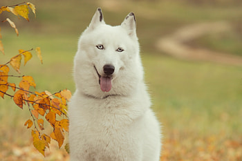 Animals, Autumn, Wood, Forest, Tree, Dog, Branch, Husky, Haska HD wallpaper