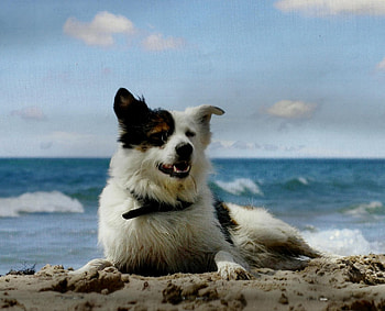 Dog, sky, cannie, water, cloud HD wallpaper