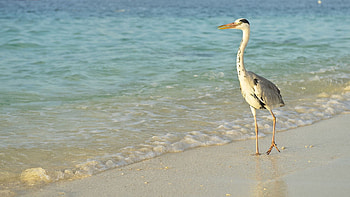 Animals, Sea, Shore, Bank, Bird, Stroll, Long Legs HD wallpaper