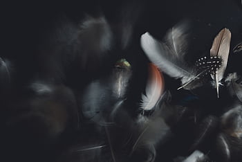 A collection of diverse feathers in motion set against a dark, mysterious background. HD wallpaper