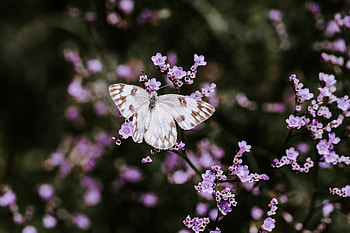 Flowers, Macro, Bloom, Flowering, Insect, Butterfly HD wallpaper