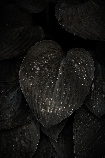 Leaves, Plant, Macro, Dark, Surface, Tropical, Exotic HD phone wallpaper