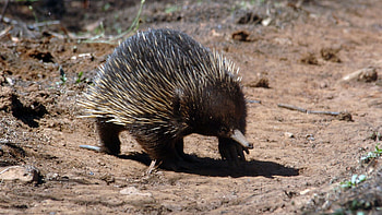Secretive echidna, Elusive creature, Camouflaged beauty, wildlife HD wallpaper