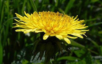 Plants, Flowers HD wallpaper