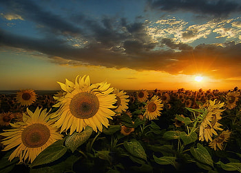 Sunflowers, abstract, yellow, clouds, sky, sun, sunset HD wallpaper