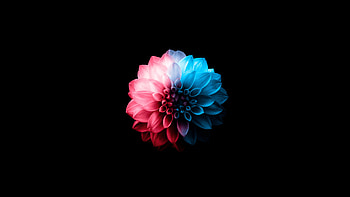 Flower Oled Dark , flower, dark, black, oled, artist, artwork, digital-art HD wallpaper