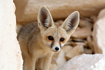 Fennec Fox, Desert beauty, Graceful creature, Sandy habitat HD wallpaper